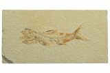 Bargain, Fossil Fish (Amphiplaga) - Wyoming #244292-1